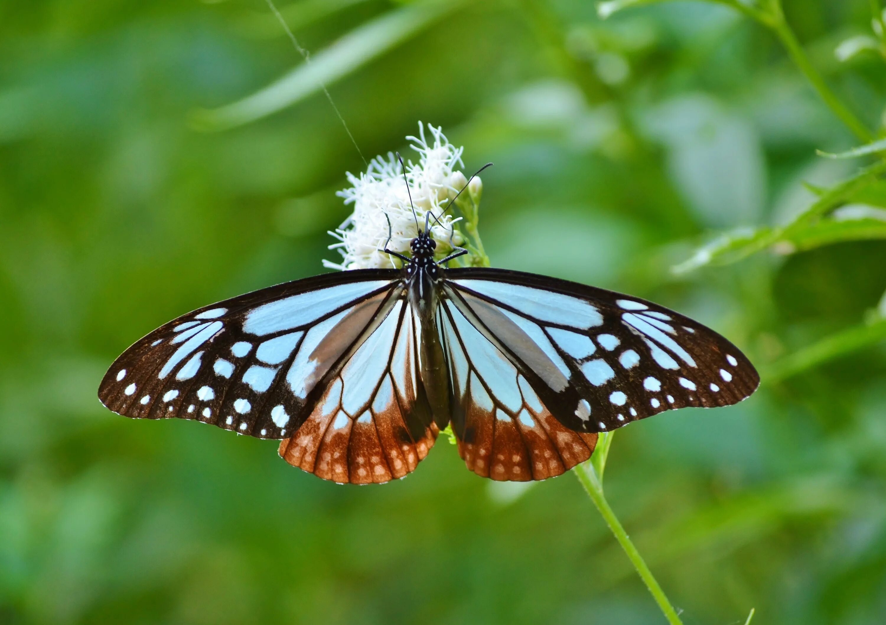 Parthenos sylvia бабочка. Растение цветки похожи на бабочек с поднятыми крыльями. Павлиноглазка ротшильда. Полин бабочки. Parthenos sylvia куколка.