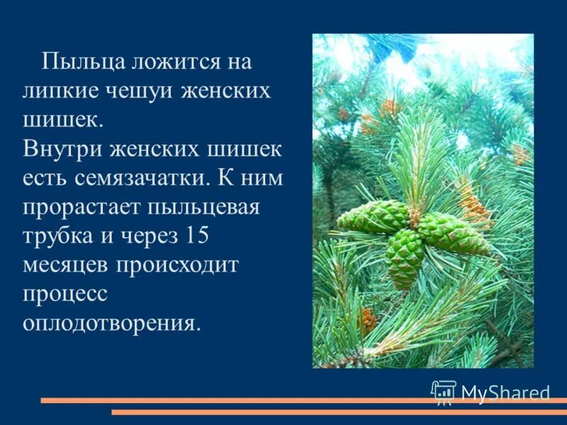 Каковы признаки голосеменных. Особенности строения голосеменных. Отдел Голосеменные презентация. Презентация на тему семенные растения Голосеменные.