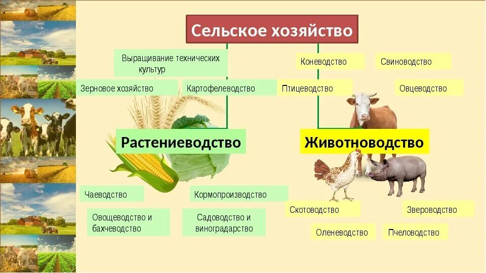 Схема отрасли сельского хозяйства России. Растениеводство животноводство промышленность схема. Сельское хозяйство схема Растениеводство животноводство. Состав отрасли сельского хозяйства.