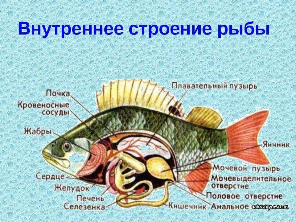 Особенности строения щуки. Внутреннее строение рыбы 7 класс биология. Внутреннее строение костной рыбы 7 класс биология. Внутреннее строение рыбы рыбы рисунок. Внешнее строение рыбы 7 класс биология.
