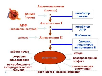 Где образуется ренин