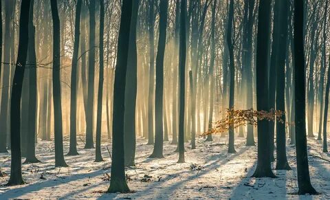 T forest