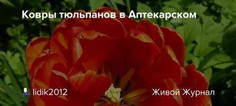 Ковров тюльпаны