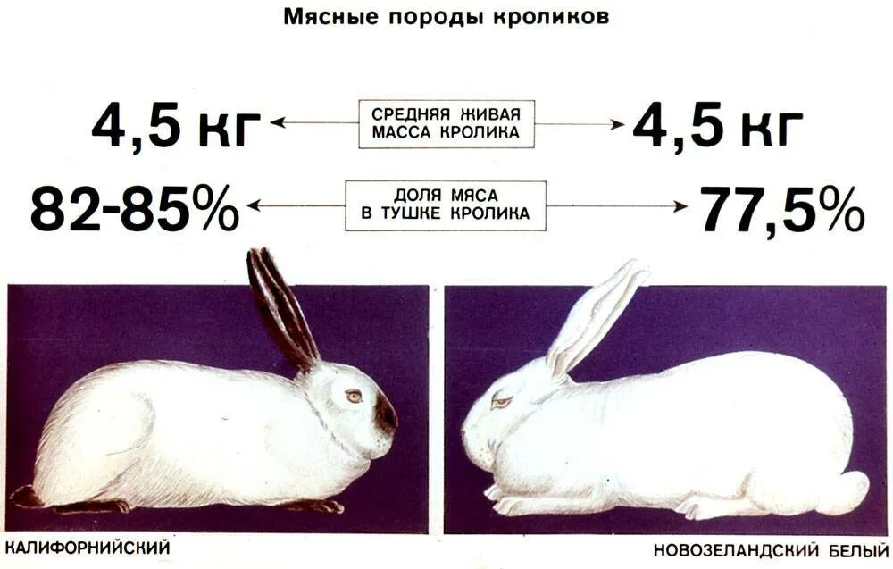 Сколько весит самка. Вес Калифорнийского кролика в 2 месяца. Вес кролика калифорнийской породы. Кролики мясной калифорнийской породы. Калифорниец кролик вес.