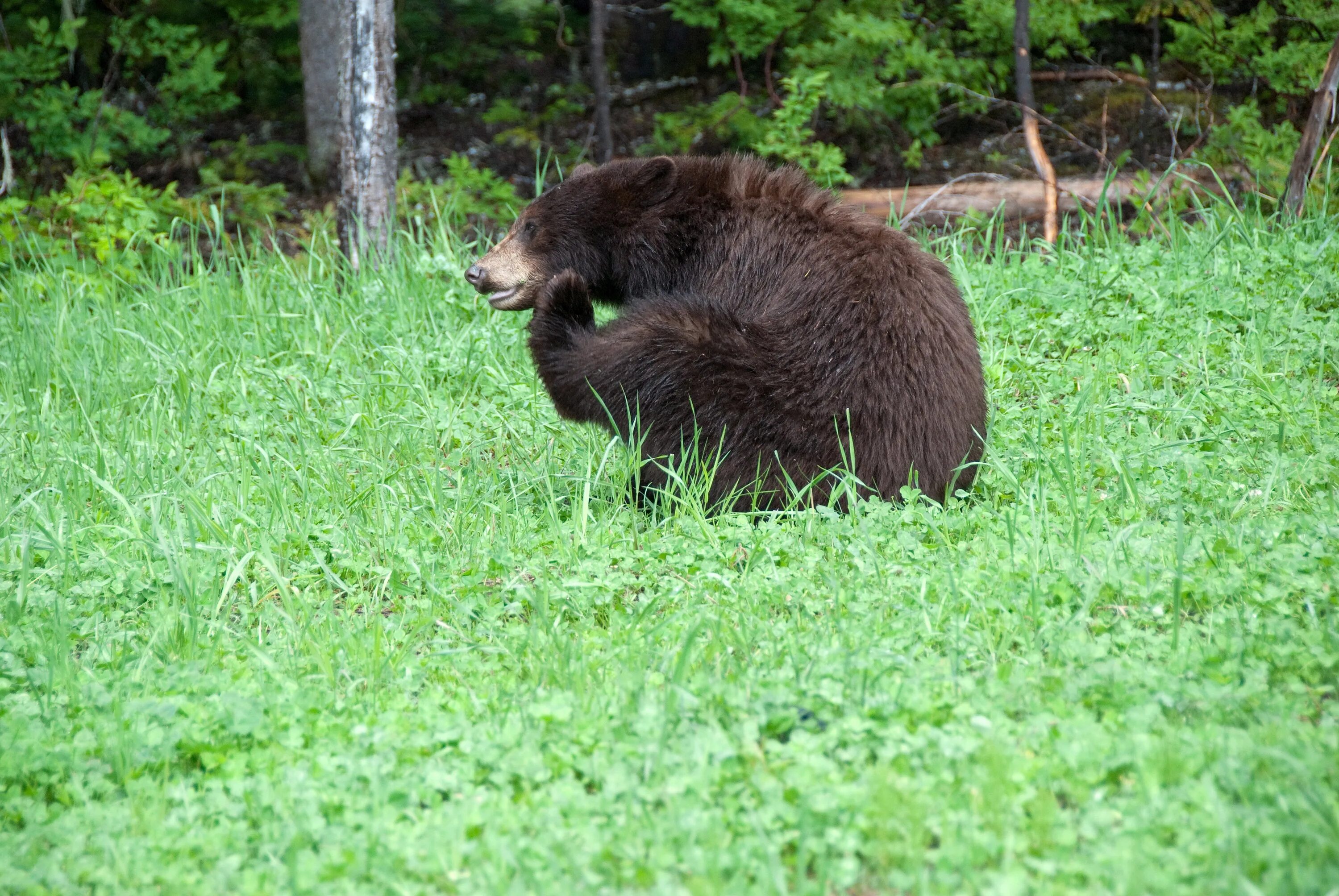Бурый медведь животное распространенное на территории. Бурый медведь в Канаде. Медведь в Лосином острове. Лосиный остров животные медведи. Остров большого медведя Канада.