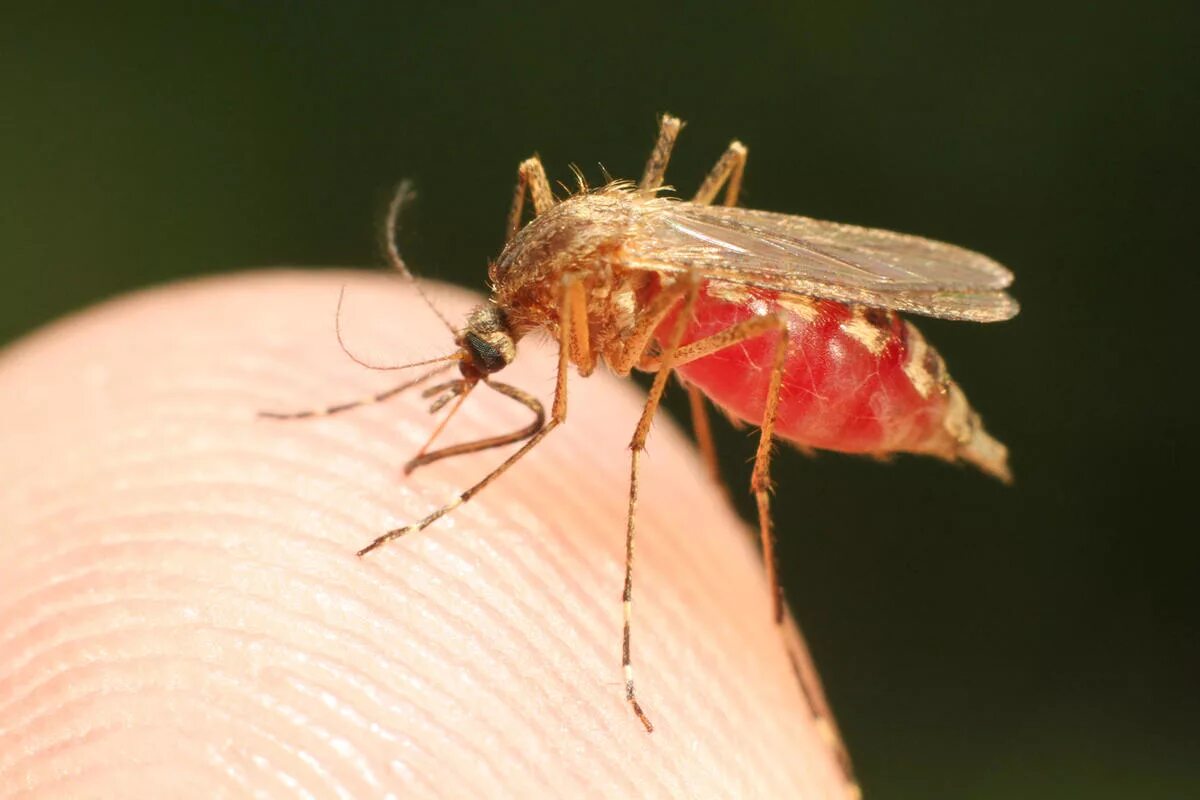 Насекомые вызывающие заболевания. Кровососущие насекомые комары. Малярийный Москит. Кровососущие комары малярийный. Малярия комар.