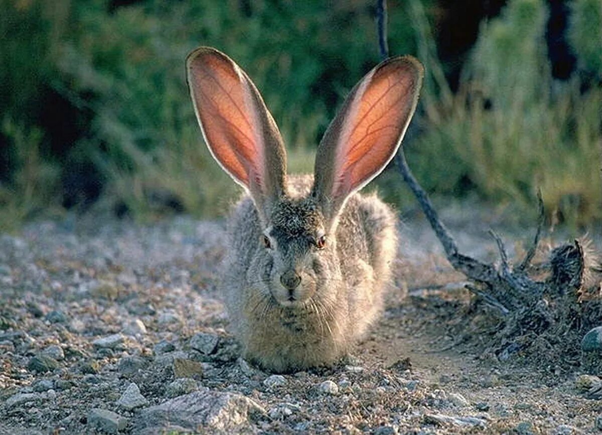 Чернохвостый калифорнийский заяц. Длинноухий заяц. Уши зайца. Кролик с длинными ушами.