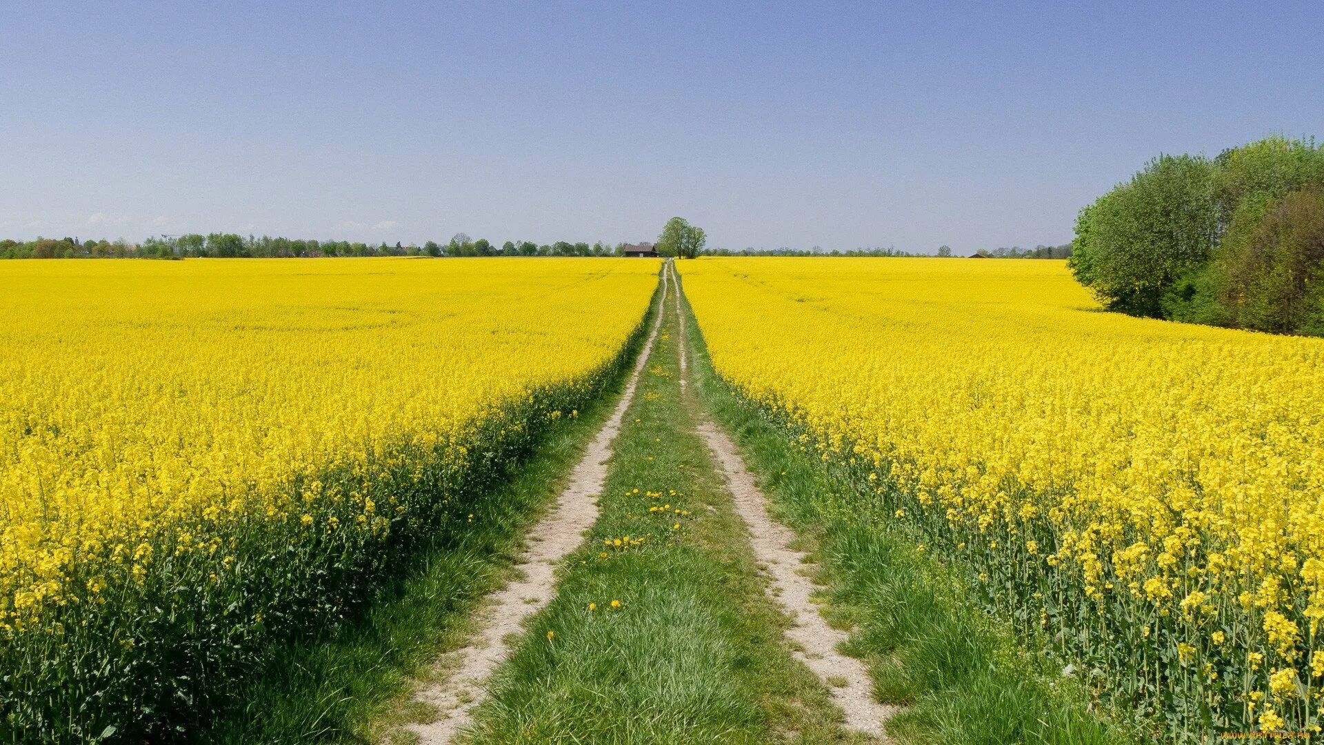 Желтое поле донник Кубань. Рапс полевой желтый. Поле рапса 1920. Поля Луга рапс Белокуриха. Виднелось желтое поле