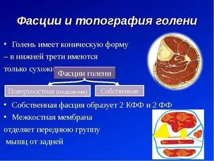 Фасциальное ложе