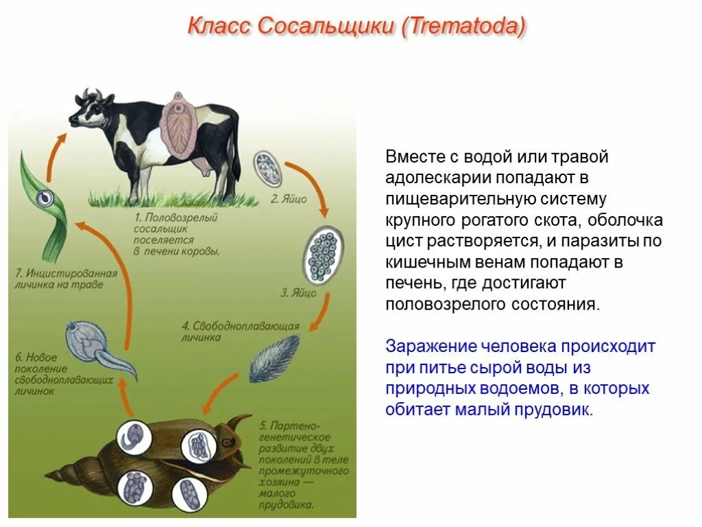 Тип плоские черви цикл развития печеночного сосальщика. 3. Жизненный цикл печеночного сосальщика.. Цикл печеночного сосальщика биология. Плоские черви,цикл развития схема.