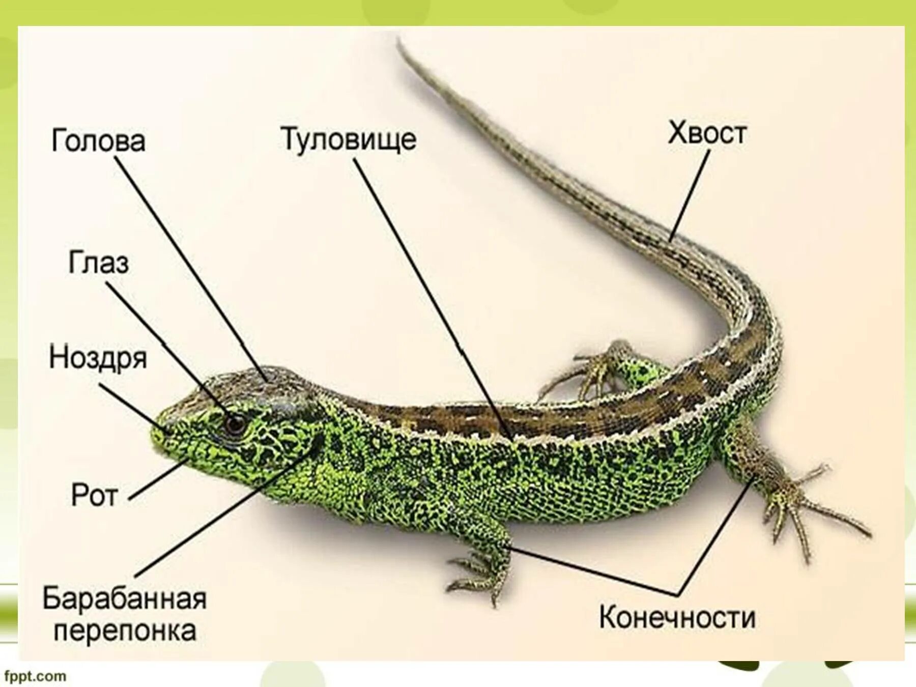 Сравнение внешнего строения ящерицы и птицы. Пресмыкающиеся внешнее строение. строение пресмыкающихся 2 класс. внешне строение прыткой ящерицы. класс пресмыкающиеся рептилии строение тела.