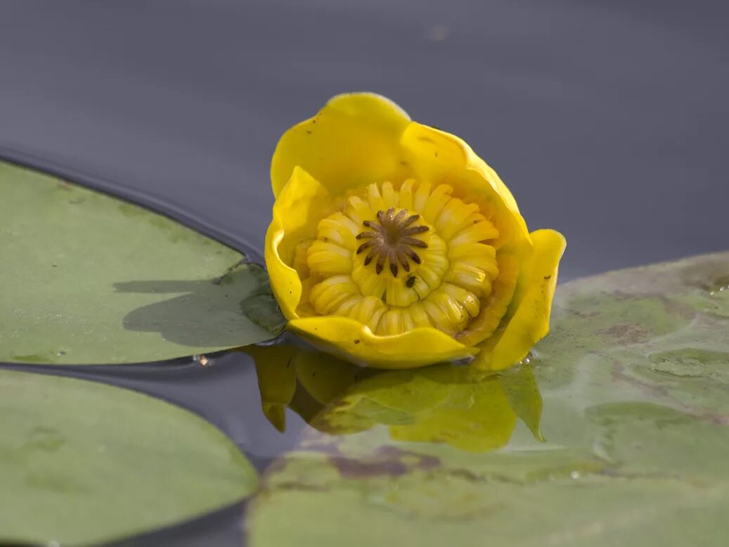 Кубышка (Nuphar). Кубышка жёлтая. Кубышка желтая водяная Лилия. Кувшинка кубышка. Кубышка растет