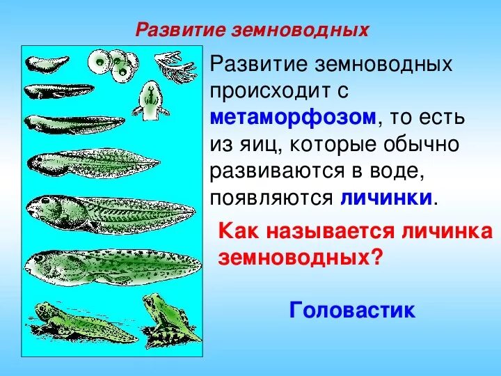 Развитие с метаморфозом у земноводных. Личинки земноводных. Развитие земноводных происходит. Развитие с превращением у животных. Черепахи развитие с метаморфозом