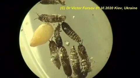Коля разводит насекомых сейчас у него живут