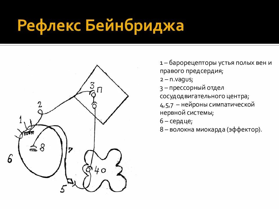 Схема рефлекторной дуги рефлекса Бейнбриджа. Рефлекс Бейнбриджа дуга. Рефлекторная дуга Бейнбриджа. Рефлекс Бейнбриджа схема.