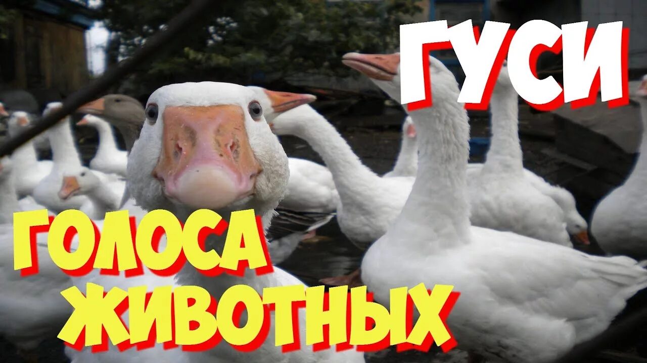 Гусь с трубкой. Звук гучей. Белолобый гусь звуки. Серый гусь голос. Гуси кричат звук.
