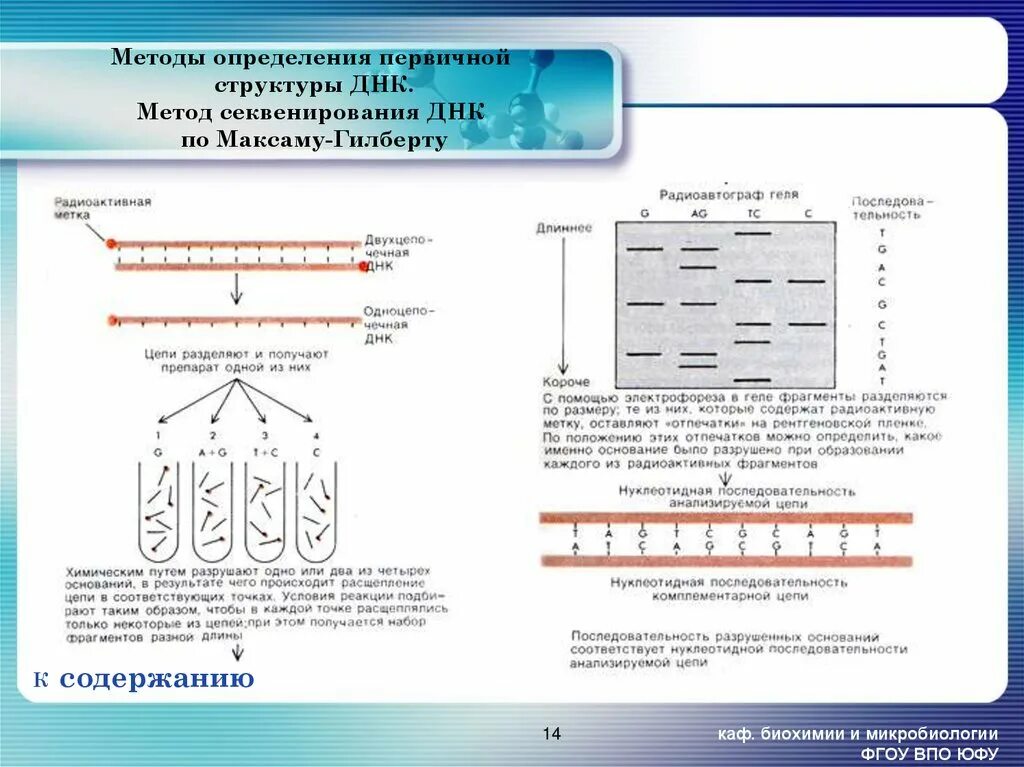 Секвенирование нуклеотидов. Схема химического секвенирования ДНК. Секвенирование по Сэнгеру и Максаму-Гилберту. Метод секвенирования максама-Гилберта. Метод секвенирования ДНК( дидезокси-метод Сэнгера.