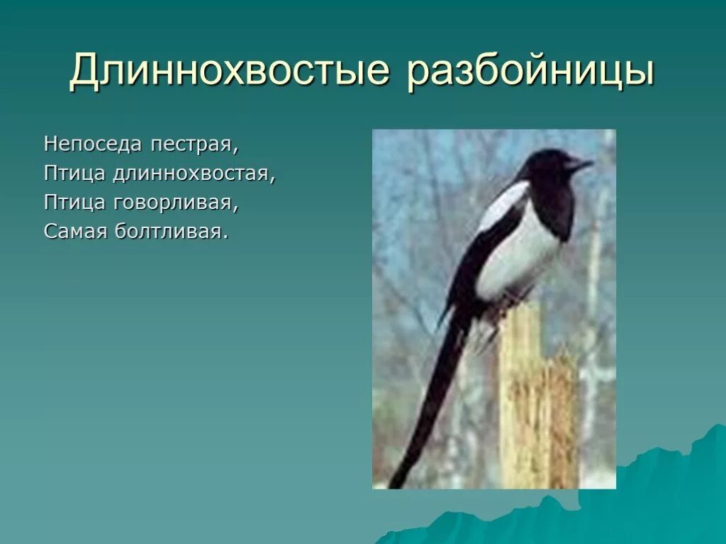 Длиннохвостые разбойницы. Изложение длиннохвостые разбойницы. Самая говорливая птица. Самая болтливая птица. Длиннохвостая самая болтливая