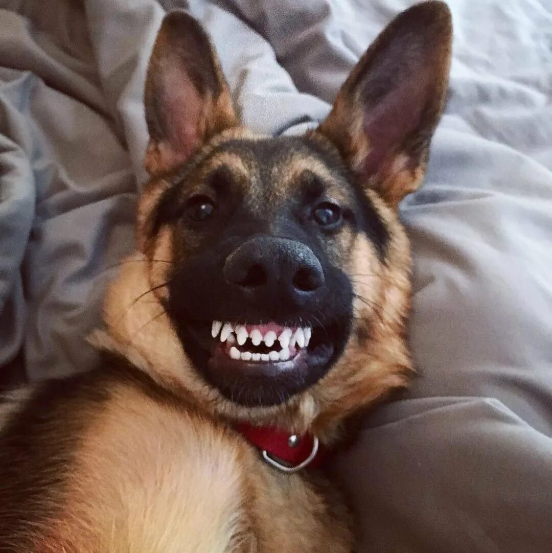 Забавный немецкий. Улыбка овчарки. Необычные овчарки. Забавный немецкий. Забавные овчарки.