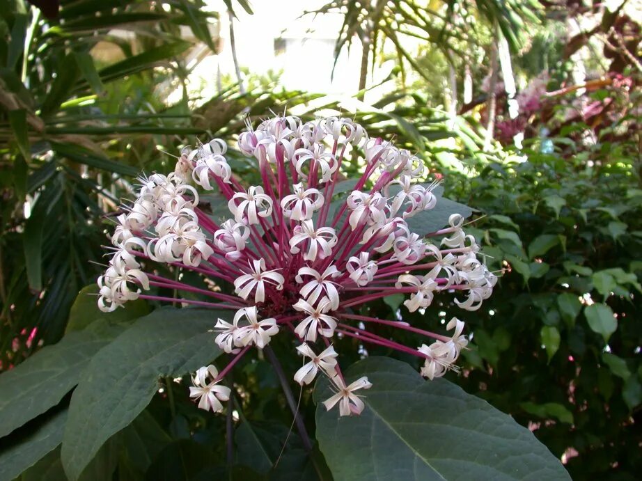 Clerodendrum quadriloculare. Клеродендрум "фейерверк-Clerodendrum quadriloculare". Клеродендрум Минахассе. Клеродендрум Квадрелокуларе.