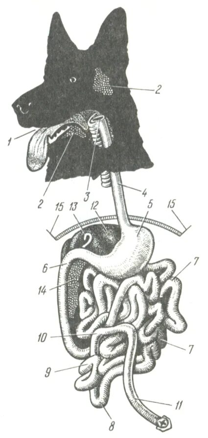 Пищевод собаки. Топография органов пищеварения у собак. Кишечник собаки анатомия. Подвздошная кишка собаки анатомия.