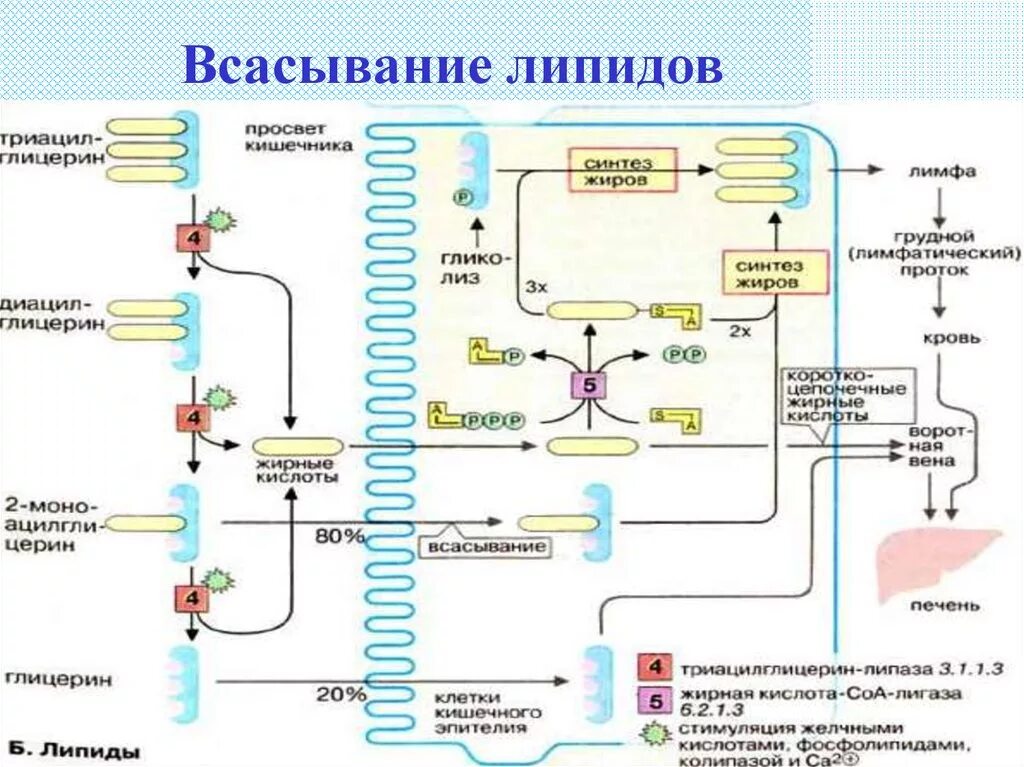 Расщепление липидов последовательность. Схема липидов биохимия. Переваривание и всасывание липидов схема. Всасывание продуктов переваривания липидов биохимия. Переваривание и всасывание липидов биохимия схема.