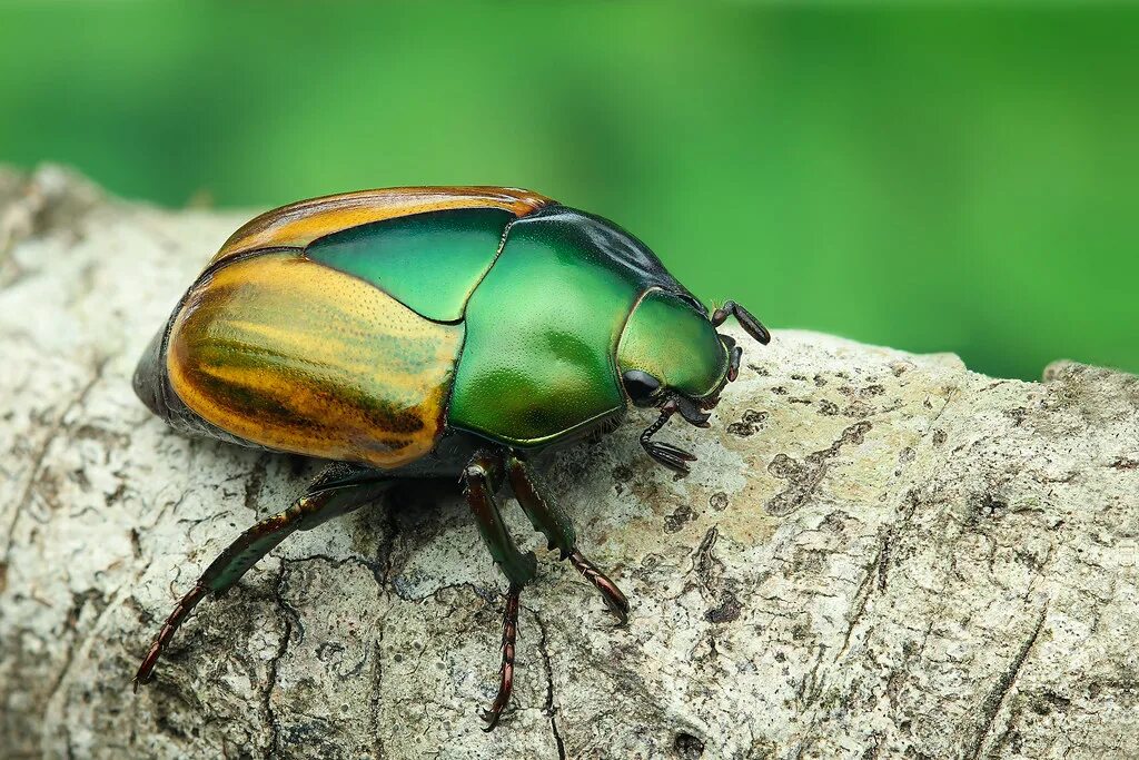 5 of the Most Beautiful Bugs on the Planet Featured Creature Beautiful bugs, Bug