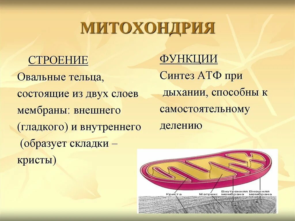 Строение ядра митохондрии. Органоиды митохондрии строение и функции. Строение и функции митохондрии клетки. Митохондрии структура и функции. Митохондрия функция органоида.