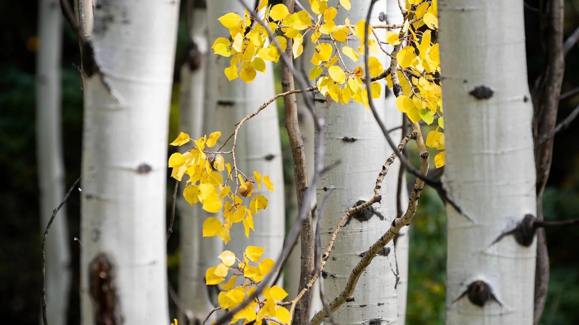 Береза желтая Betula lutea. Береза желтая Уссури. Березовая ветка. Лист березы желтый. Желтые березки