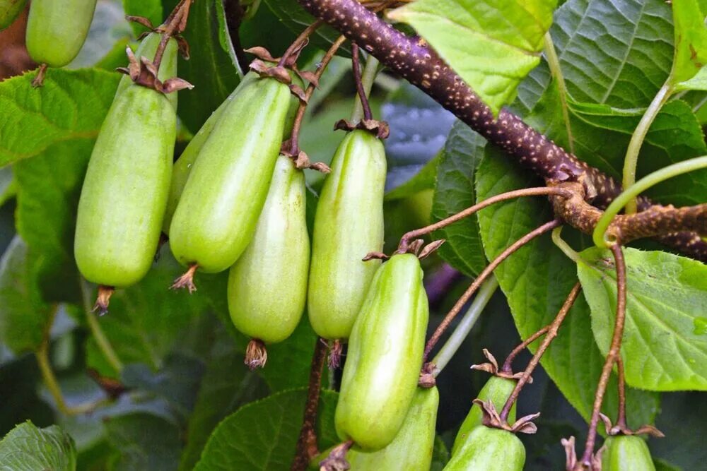 Актинидия коломикта. Актинидия витакола. актинидия коломикта (actinidia kolomikta). актинидия коломикта vitakola.