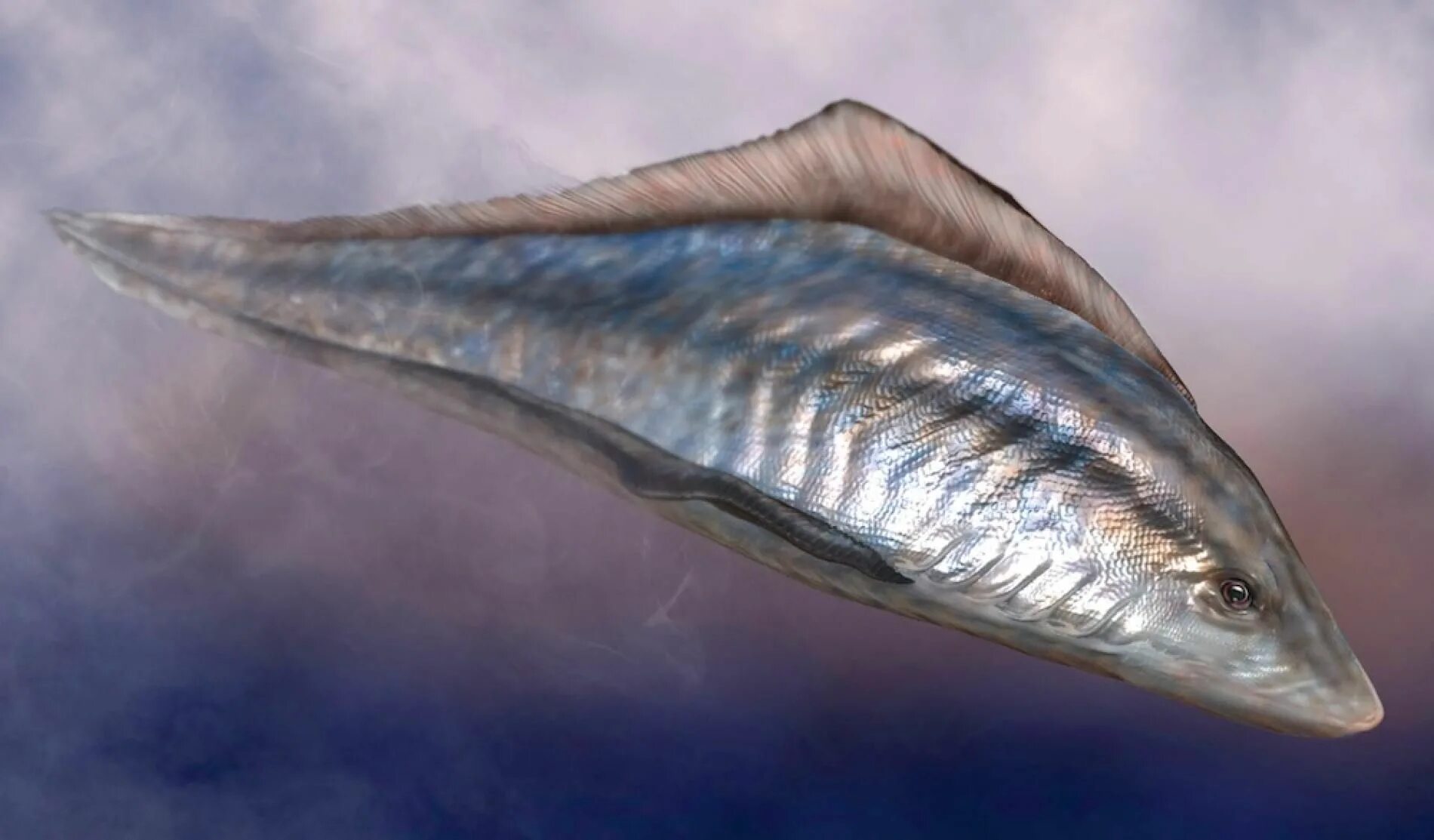 Myllokunmingia и Haikouichthys. Myllokunmingia fengjiaoa. Кембрий Myllokunmingia. Haikouichthys ercaicunensis.