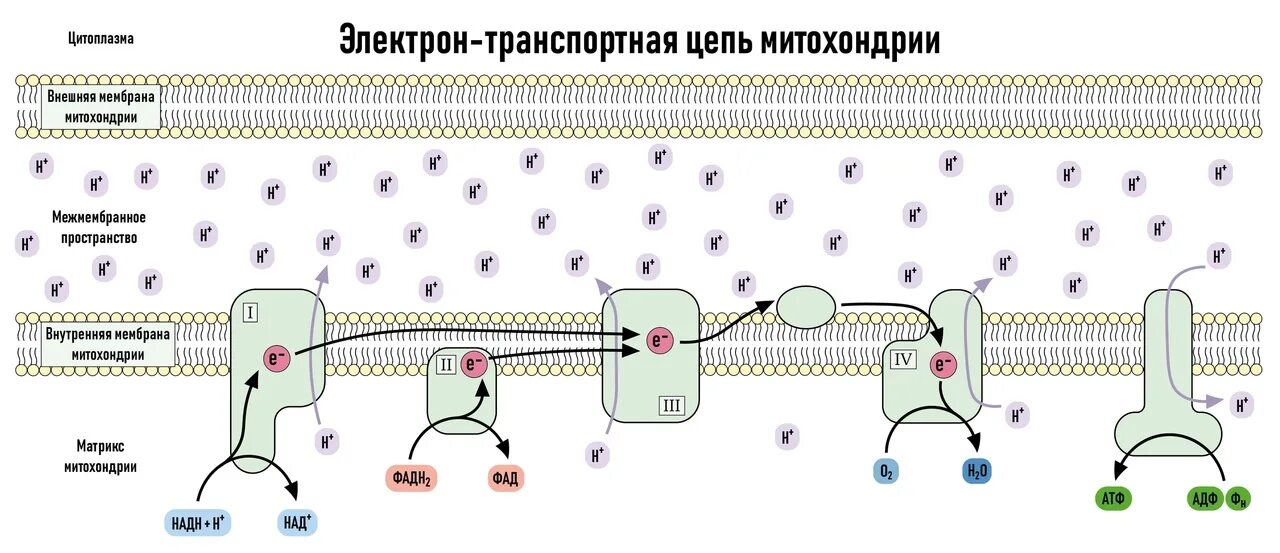 Электронно транспортная цепь хлоропластов. Электрон-транспортная цепь митохондрий схема. Электронтранспортная цепь митохондрий. Электронно транспортная цепь биохимия. Направление электронов в цепи