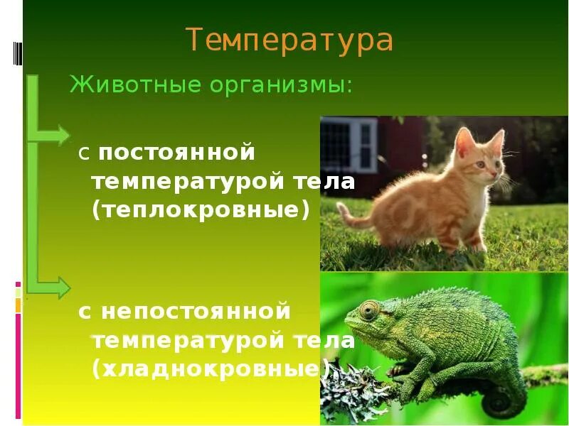 Хладнокровные и теплокровные организмы. Теплокровные животные. Животные с непостоянной температурой тела. Постоянная температура тела. К холоднокровным животным относят