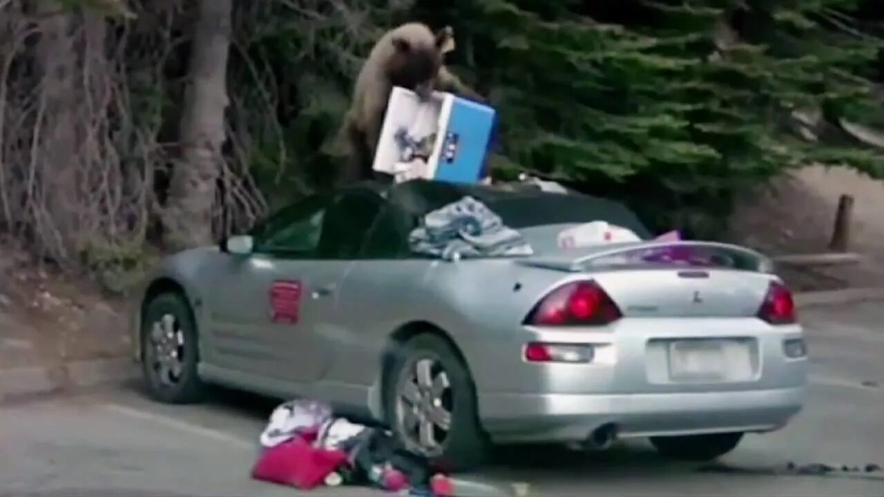 Нападение машин. Медведя который атаковал автомобиль. Медведь нападает на машину. Медведь распотрошил машину. Медведица напавшая на машину.