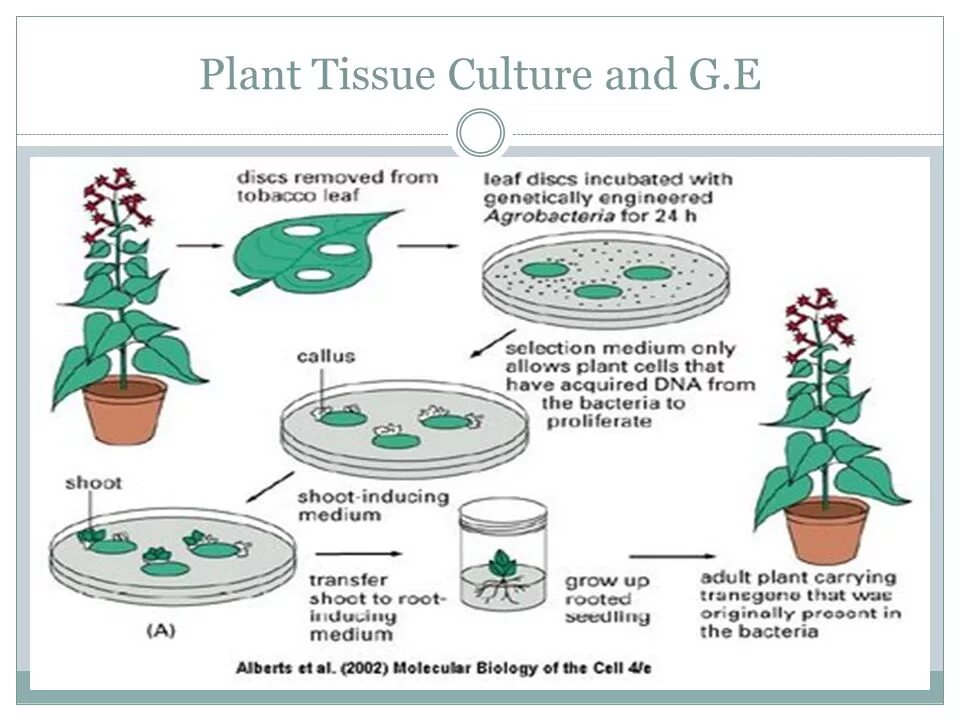 Plant Tissue Culture. In vitro растения Каллус. Растения in vitro методы. Plant Cell Culture. Plant culture