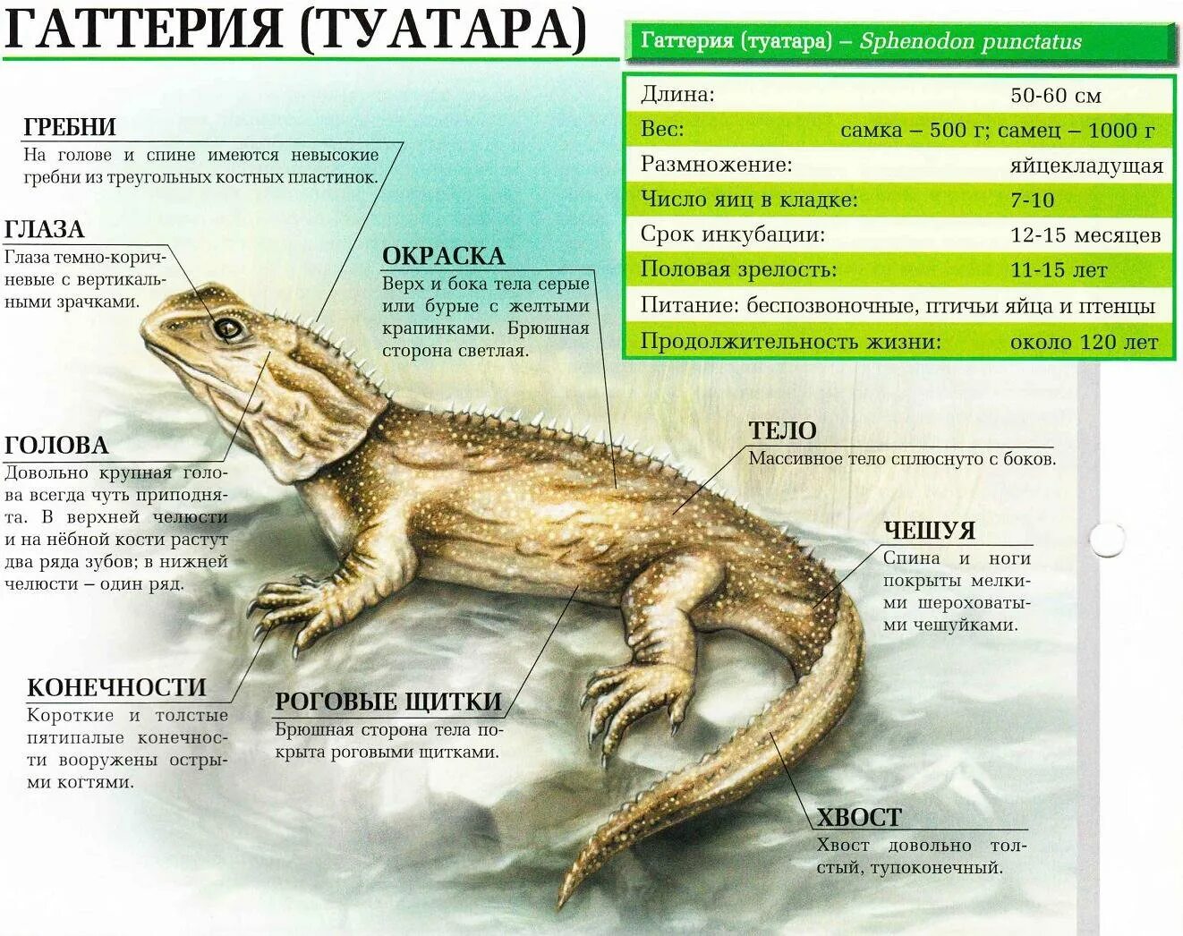 Клювоголовые гаттерия. Гаттерия внешнее и внутреннее строение. Гаттерия строение тела. Признаки отряда Клювоголовые. Особенности отряда клювоголовые