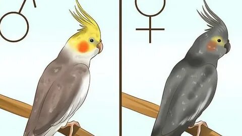 Как поет самка кореллы