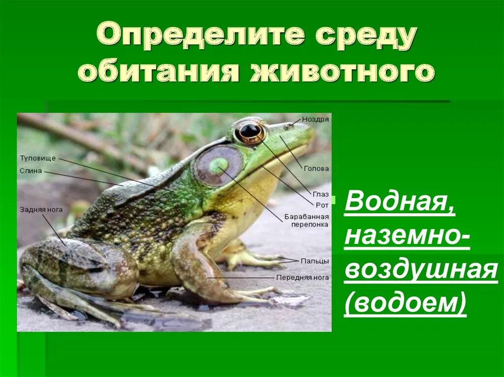 Черты приспособленности к среде обитания наземно водная. Среда обитания лягушки. Среда обитания земноводных. Водная среда обитания лягушка. Водная и наземно воздушная среда обитания лягушки.