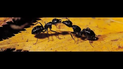 Bees ants