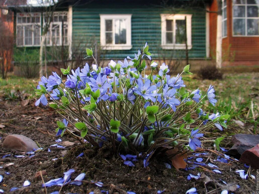 Весенние первоцветы в саду. Первоцветы (подснежники, крокусы, гиацинты).. Синие подснежники печеночница. Подснежник печеночница. Первоцветы крокусы.