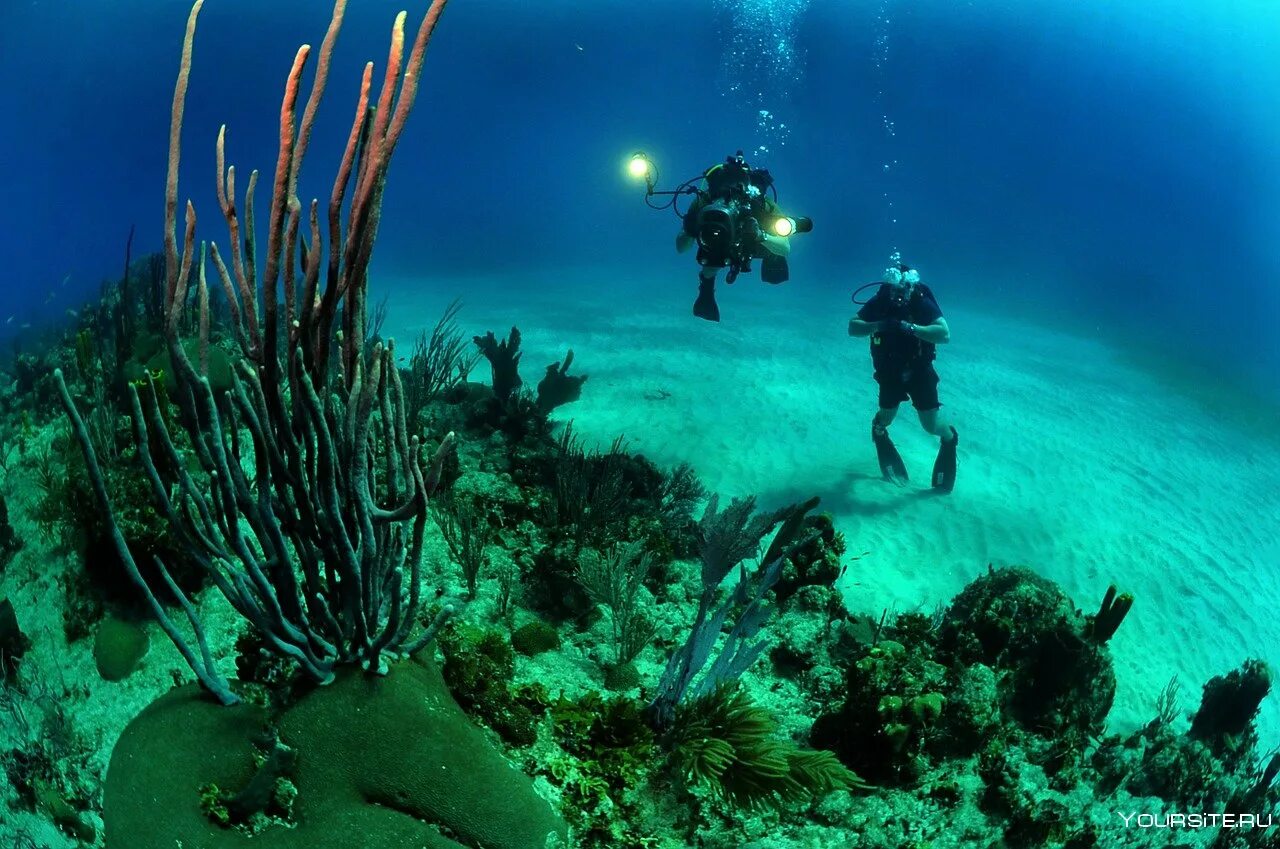Исследование глубин океанов. Подводный заповедник Жак Кусто. Раджа Ампат дайвинг. Большой Барьерный риф дайвинг. Карибское море Атлантический океан.
