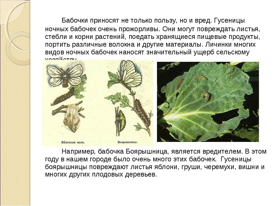 Какой вред бабочек. Вред бабочек. Какой вред приносят бабочки. Польза и вред бабочек. Вред бабочек в природе.