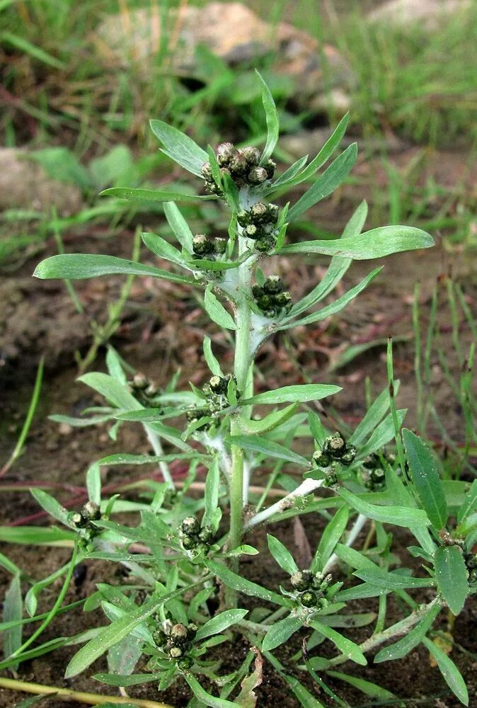 Сушеница болотная. Сушеница топяная (Болотная). Сушеница Болотная (Gnaphalium uliginosum). Сушеница топяная, сушеница Болотная. Сушеница Болотная фитотерапия.