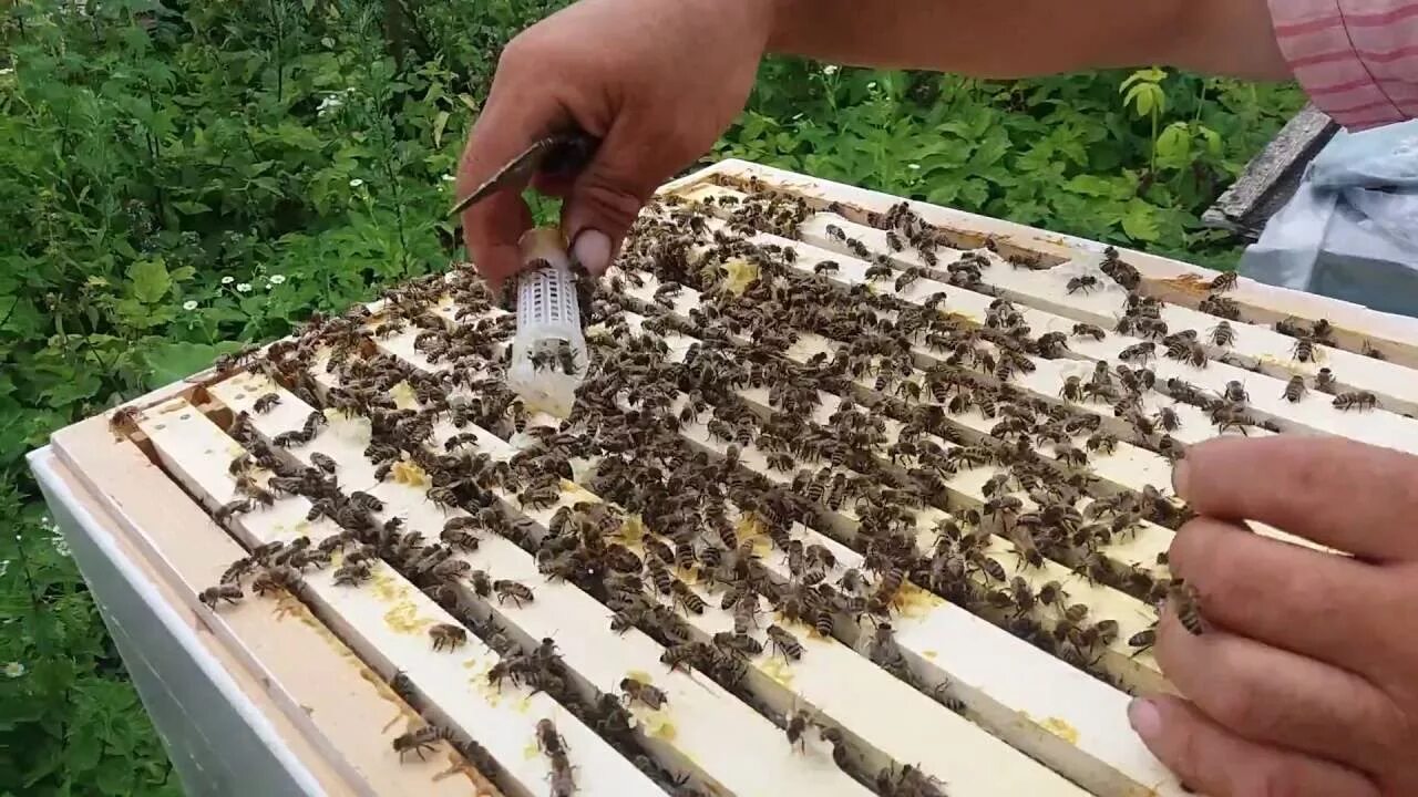 Как подсадить матку. Отводки пчел. Пчелосемьи и отводки. Подсадка маток в отводки. Пчеломатка отводками.