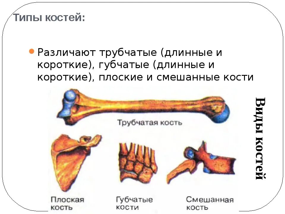 Типы костей трубчатые губчатые плоские. Типы костей трубчатые губчатые плоские таблица. Кости трубчатые губчатые плоские смешанные. Губчатая короткая трубчатая длинная кости.