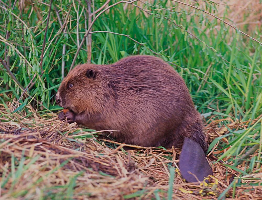 Бобр что есть в природе. Канадский Бобр (Castor canadensis). Бобр Речной обыкновенный. Западносибирский Речной Бобр. Бобр (Castor Fiber Linnaeus, 1758).