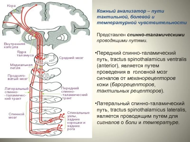 Спинно таламический путь. Проводящие пути кожного анализатора содержат нейронов. Путь болевой температурной и тактильной чувствительности. Проводящий путь кожного анализатора. Путь кожного анализатора анатомия.