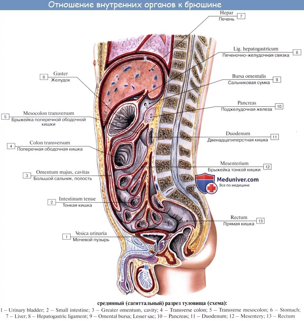 Железа женские органы. Анатомия человека внутренние органы вид сбоку. Брюшина анатомия человека атлас. Строение брюшной полости человека схема. Анатомия брюшной полости человека схема расположения.