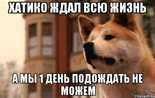 Я ждал всю жизнь я еще подожду. Хатико ждет. Хатико Мем. Хатико надпись. Хатико жду тебя.