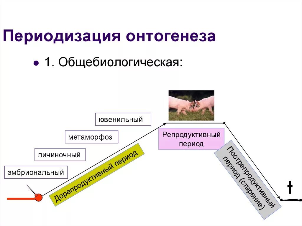 Этап раннего онтогенеза. Периодизация онтогенеза. Репродуктивный период онтогенеза. Периоды онтогенеза схема. Онтогенез и его периодизация.